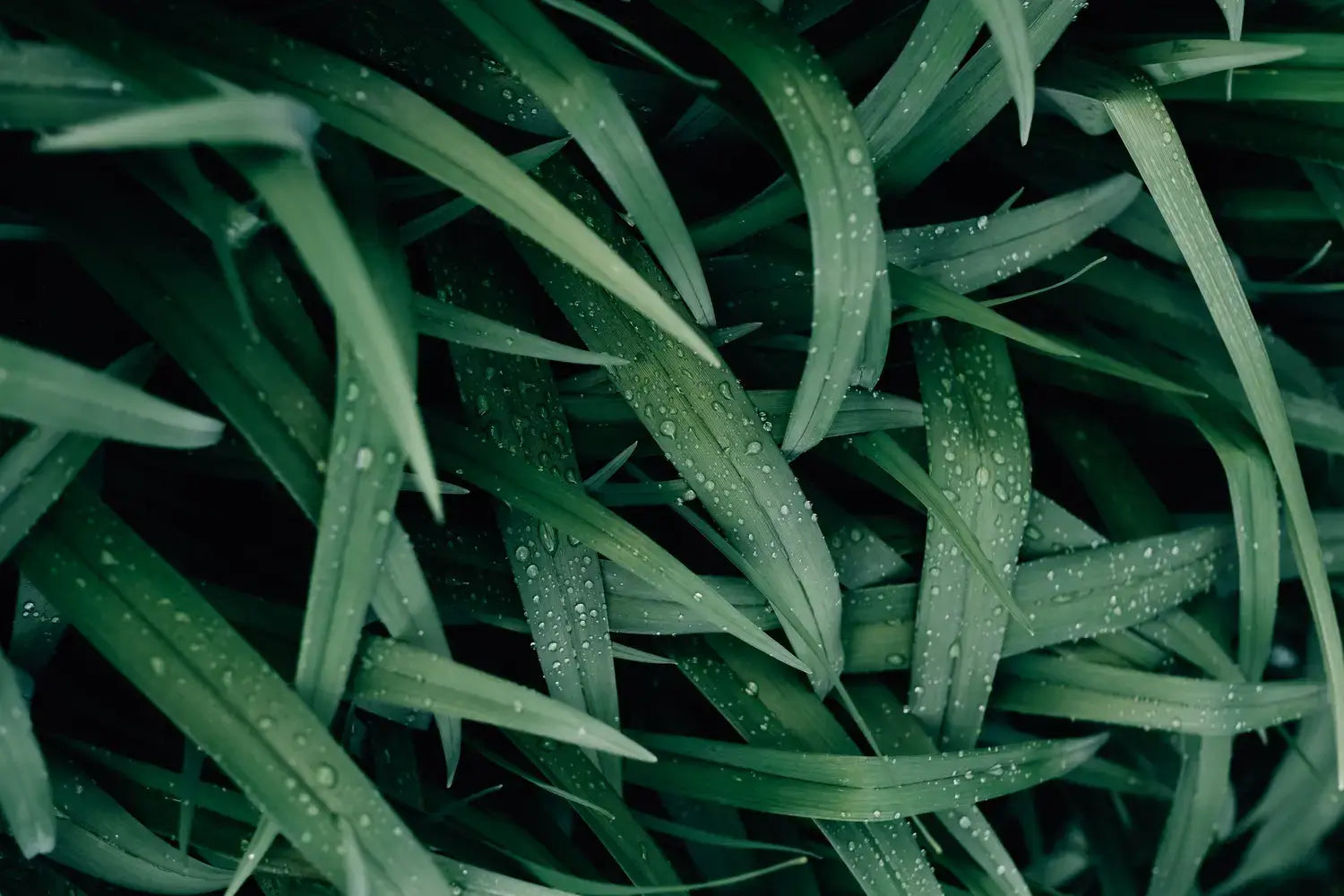 Vibrant_Green_Grass_with_Water_Droplets_1